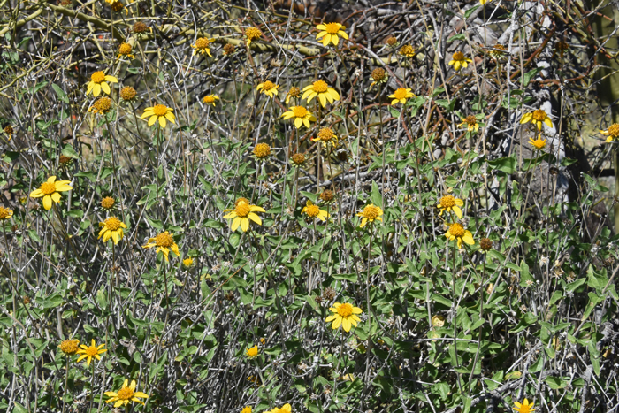 Parish Goldeneye has large yellow flowers on long, 6-inch (15 cm) flowering stalks or peduncles. Flowers may be solitary or in cyme-like clusters of 3 to 5 flowers. Bahiopsis parishii